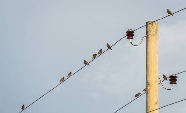 Direklerin arasındaki tellere dinlenmiş bir kuş sürüsü..
