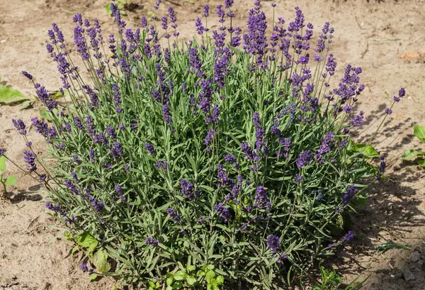 Yaz ortasında mor lavanta güzel çalı. — Stok fotoğraf