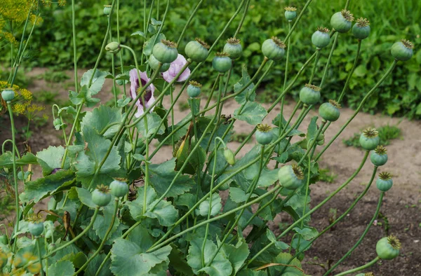 Poppy green boxes with seeds and purple poppy flowers.