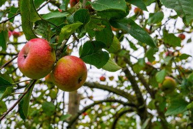 Elma dalları meyvenin ağırlığı altında bükülüyor. Sonbahar bahçesi.