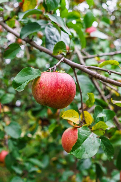 Ветвь яблонь сгибается под тяжестью фруктов. Осенний сад. — стоковое фото