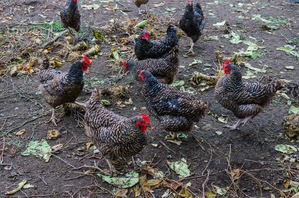 Group of motley village hens, in the yard for a walk. — Stock Photo, Image