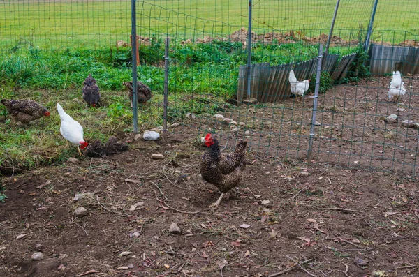 Gruppe kunterbunter Dorfhühner, auf dem Hof spazieren. — Stockfoto