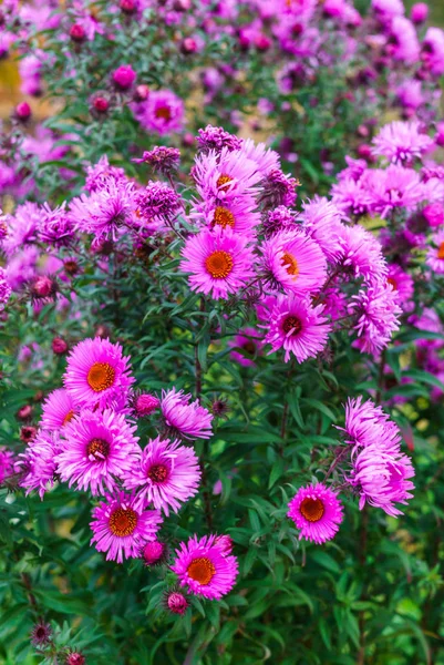 Flores de otoño lila, enfoque suave. Fondo brillante flor otoño. Purple Aster flor, flores azules . — Foto de Stock