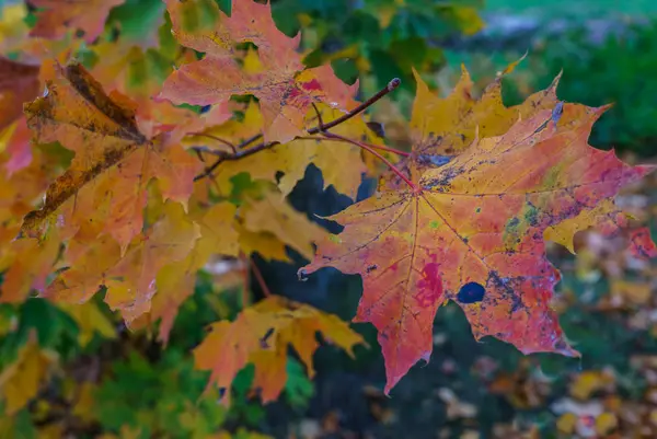 Ahornzweige mit lebhaft gefärbten Blättern vor blauem Himmel. — Stockfoto
