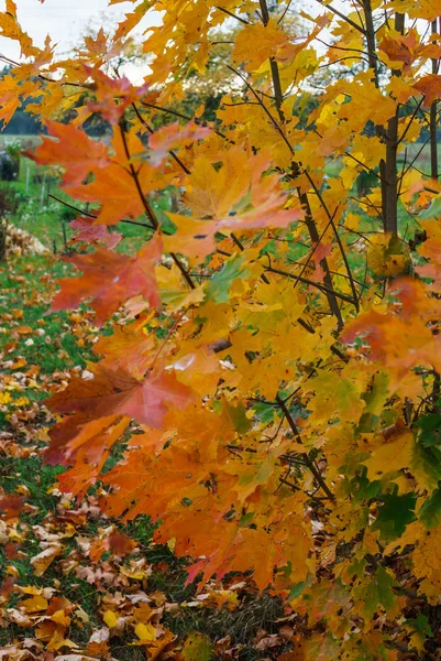 Ahornzweige mit lebhaft gefärbten Blättern vor blauem Himmel. — Stockfoto