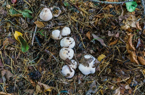 Осенние грибы, растущие в осеннем лесу . — стоковое фото