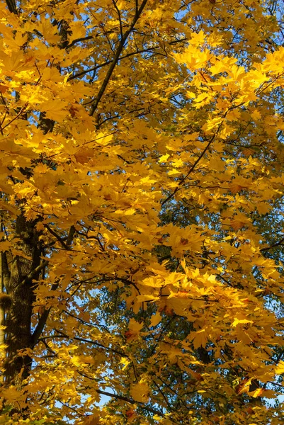 Ramos de árvore de bordo com folhas coloridas vivas contra o fundo do céu azul . — Fotografia de Stock