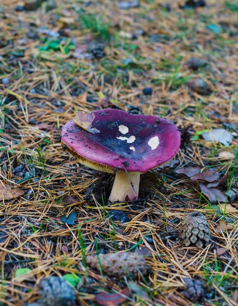 Russula, délicieux champignon forestier, adapté à la cuisson en bouillie, frite et salée . — Photo