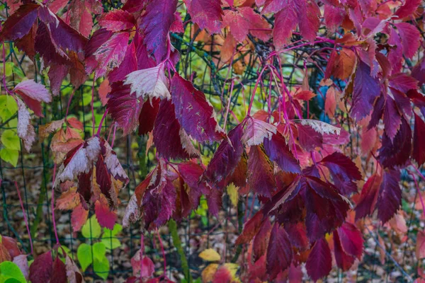 Красные осенние листья дикого винограда висят на заборе. осенний орнамент для календаря . — стоковое фото