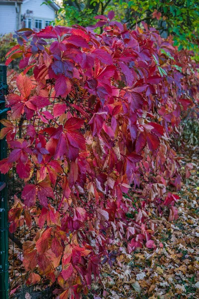 Красные осенние листья дикого винограда висят на заборе. осенний орнамент для календаря . — стоковое фото