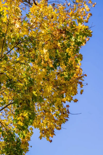 Branches d'érable avec des feuilles de couleur vive sur fond bleu ciel , — Photo