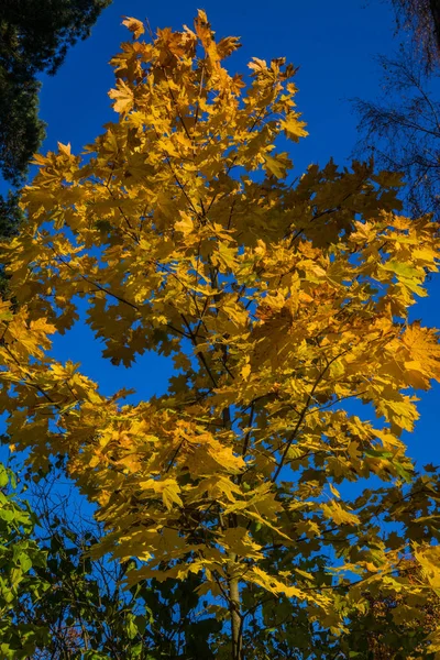 Branches d'érable avec des feuilles de couleur vive sur fond bleu ciel , — Photo