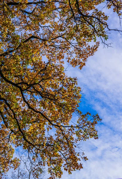Hojas de color amarillo-rojo y ramas de roble contra el cielo azul en otoño. —  Fotos de Stock