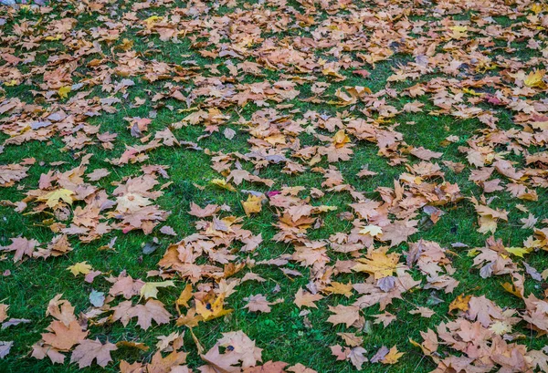 Mrożone liście drzew na trawniku w parku. Jesienny krajobraz. — Zdjęcie stockowe