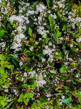 Yaprak ve çiçekleri Laurustinus, kartopu tinus. Çiçekli bitki Adoxaceae, Avrupa ve Kuzey Afrika'nın Akdeniz bölgesine yerli ailesindeki familyasından.