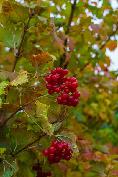 Sonbaharda dallarda kalan kırmızı viburnum kırmızı meyveleri. — Stok fotoğraf