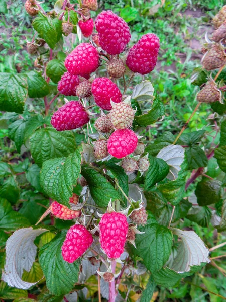 Bushes with ripe red raspberries on a field in the village. — Stock Photo, Image