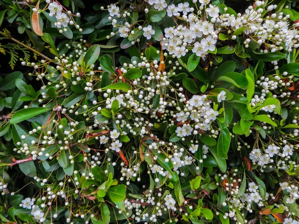 Foglie e fiori di Laurustino, Viburnum tinus. È una specie di pianta da fiore della famiglia delle Adoxaceae, originaria dell'area mediterranea dell'Europa e del Nord Africa . — Foto Stock
