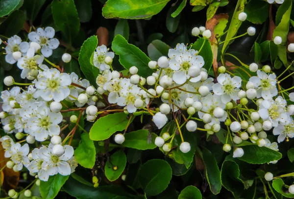 Foglie e fiori di Laurustino, Viburnum tinus. È una specie di pianta da fiore della famiglia delle Adoxaceae, originaria dell'area mediterranea dell'Europa e del Nord Africa . — Foto Stock