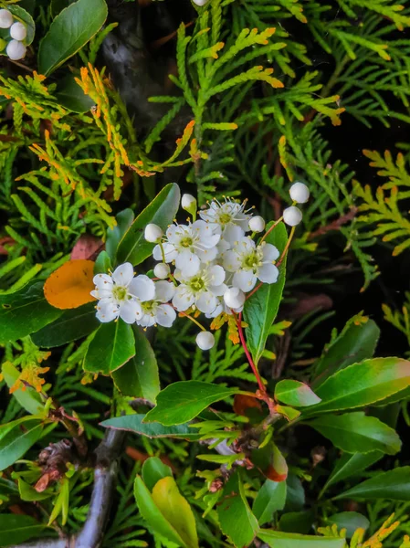 Levelek és virágok Laurustinus, Viburnum tinus. -A ' egy virágos növény a család: Adoxaceae, Európa és Észak-Afrika mediterrán térségben őshonos faj. — Stock Fotó