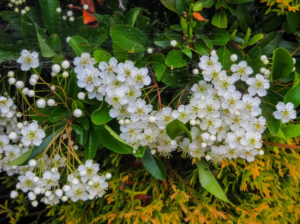 Blätter und Blüten des Laurustinus, viburnum tinus. Es handelt sich um eine Blütenpflanze aus der Familie der Adoxaceae, die im Mittelmeerraum Europas und Nordafrikas beheimatet ist. — Stockfoto