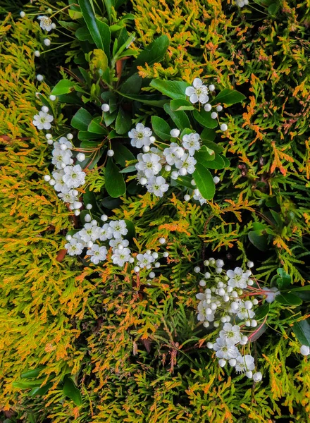 Foglie e fiori di Laurustino, Viburnum tinus. È una specie di pianta da fiore della famiglia delle Adoxaceae, originaria dell'area mediterranea dell'Europa e del Nord Africa . — Foto Stock
