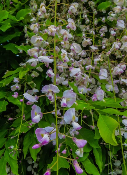 Blu Wisteria flowers. Spring in Crediton, England, 2018. — Stock Photo, Image