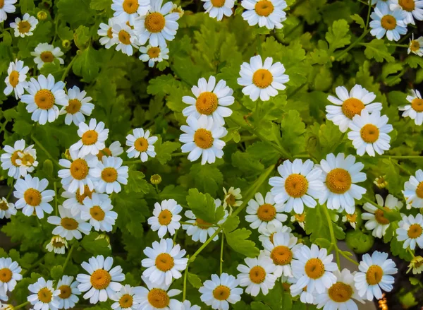 Nyári fehér kert Kamilla virágok világos-zöld levelei. — Stock Fotó