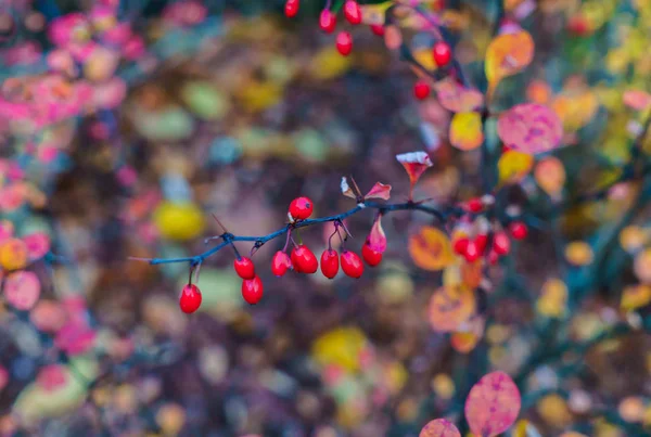 Decorative barberry bushes with fiery leaves and red berries. Autumn landscape. — Stock Photo, Image