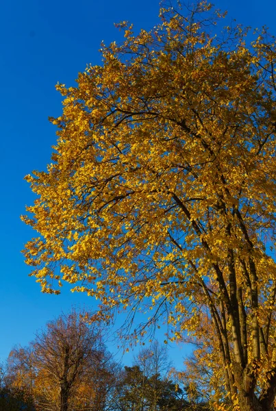 The last leaves on the branches of trees. Autumn landscape. — Stock Photo, Image