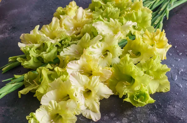 Blüten Gladiolen mit einem ungewöhnlichen grünlich-gelben Farbton der Blüten. — Stockfoto