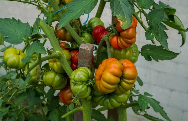 Tomates ecológicos maduros en el jardín listos para cosechar. — Foto de Stock