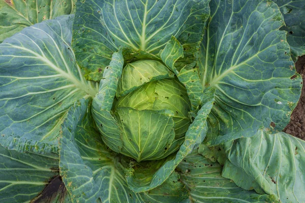 The head of green cabbage growing on a garden in the village. — Stock Photo, Image