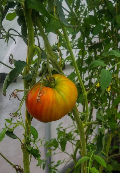 수확할 준비가 된 텃밭의 포도 유기농 토마토. — 스톡 사진