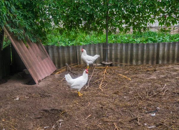 Köyde arka bahçesinde iki beyaz hens. — Stok fotoğraf