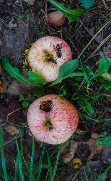 Yaban arıları yeşil çim üzerinde yalan elma yemek. — Stok fotoğraf