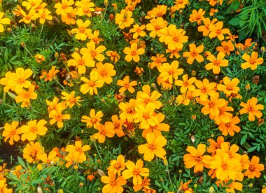 şehir parkında kadife çiçeği dekorasyon.