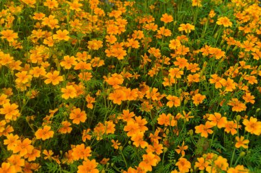 şehir parkında kadife çiçeği dekorasyon.