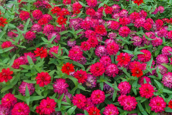 Coloridas y hermosas flores de zinnia en el parque de la ciudad . —  Fotos de Stock