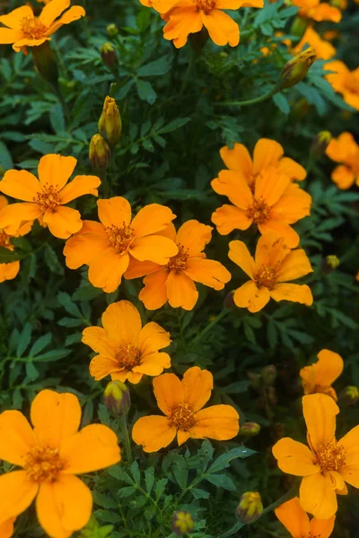 Decoration from the marigolds in the city park. — Stock Photo, Image