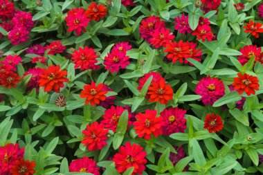 şehir parkında zinnia renkli güzel çiçekler.