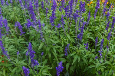 Yaz bahçe güzel manzara. Riga'da renkli çiçekler dekoratif bileşimi. Letonya.
