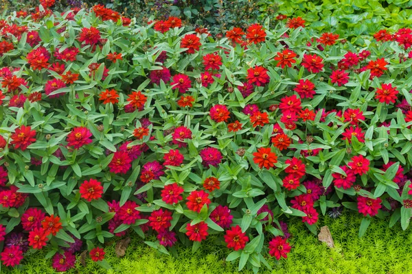 Coloridas y hermosas flores de zinnia en el parque de la ciudad . — Foto de Stock