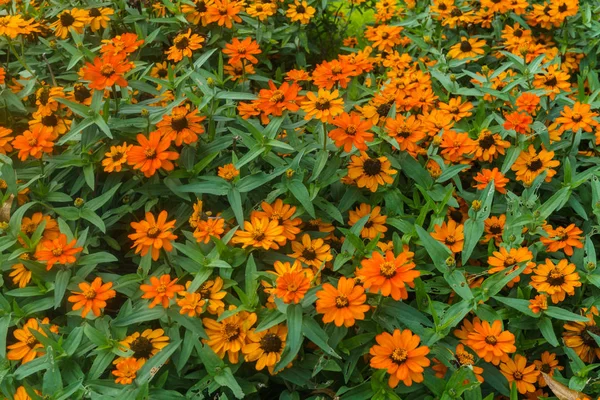 Mooi landschap van de zomertuin. Decoratieve samenstelling van kleurrijke bloemen in Riga. Letland. — Stockfoto