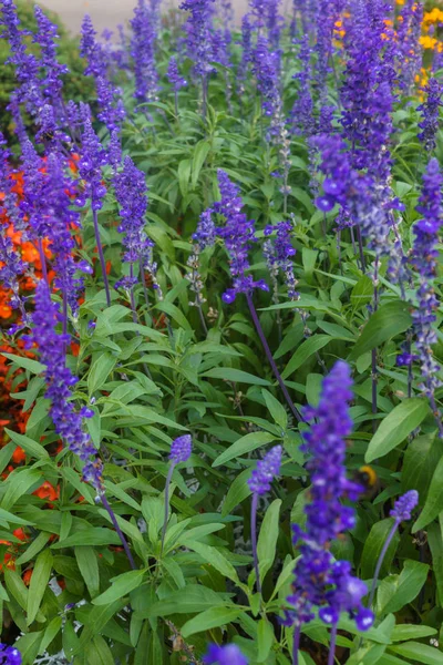 Όμορφο τοπίο στον κήπο το καλοκαίρι. Διακοσμητική σύνθεση των ζωηρόχρωμων λουλουδιών στη Ρίγα. Λετονία. — Φωτογραφία Αρχείου