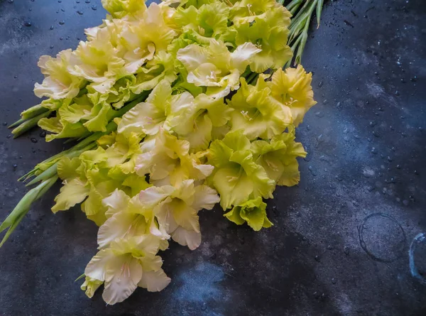 Wunderschöne Gladiolenblüten mit einer ungewöhnlichen grünlich-gelben Blütenfarbe. — Stockfoto
