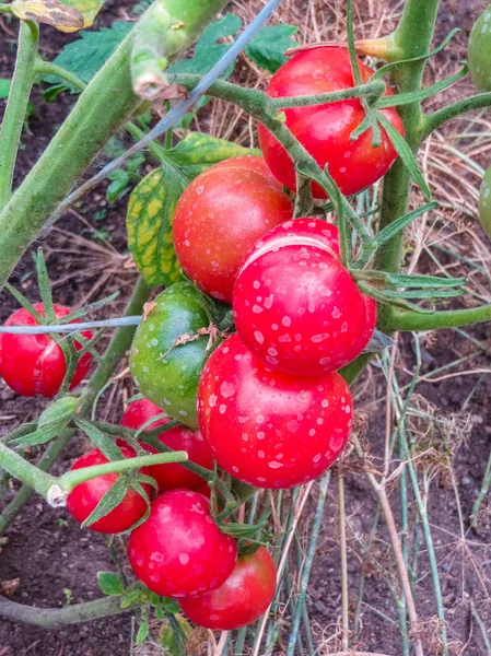 Rijp biologische tomaten in de tuin klaar om te oogsten. — Stockfoto