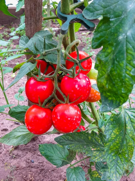 Tomates ecológicos maduros en el jardín listos para cosechar. — Foto de Stock