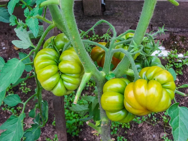 La maduración de tomates en un invernadero casero en el pueblo . — Foto de Stock